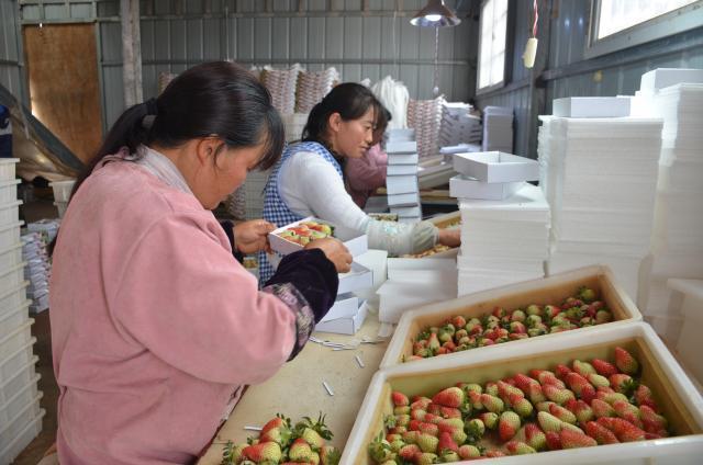 麒麟区东山镇“莓味”香飘“北上广”