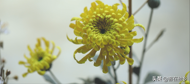 丰顺埔寨纸花：似花而非花，巧手夺造化