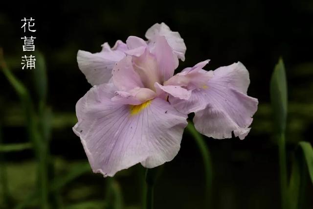 又是一年鸢尾季，美如彩虹女神，一口气认识身边最常见的鸢尾品种