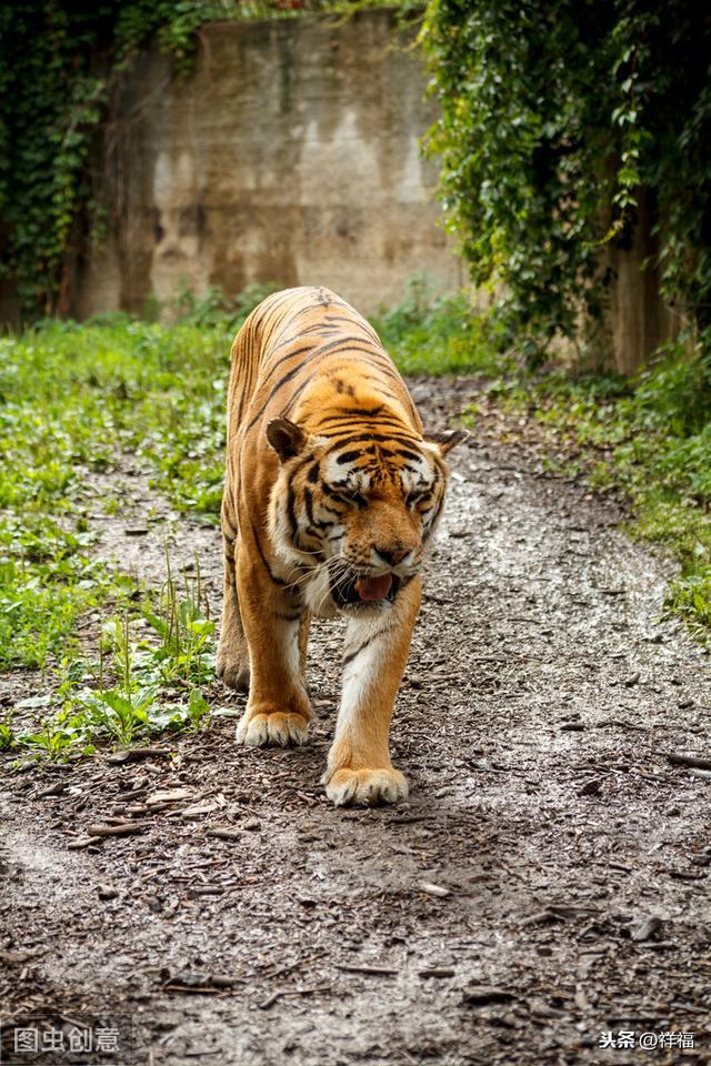 孟加拉虎Bengal Tiger