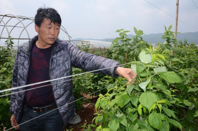 麒麟区东山镇“莓味”香飘“北上广”