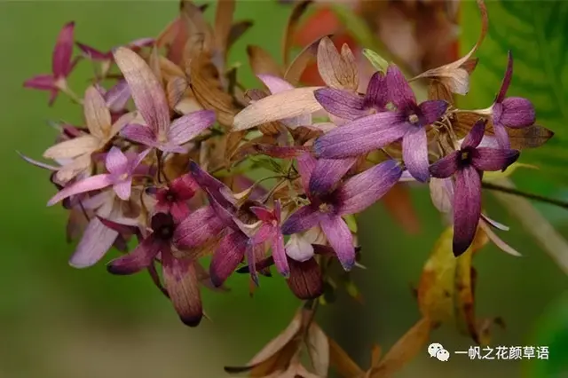 流星火焰花（Carphalea kirondron）