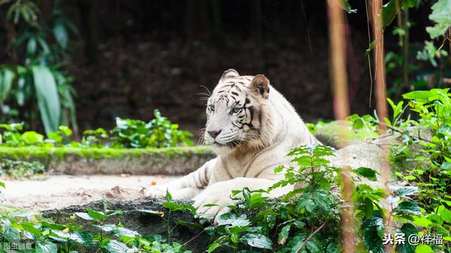 孟加拉虎Bengal Tiger