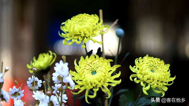 丰顺埔寨纸花：似花而非花，巧手夺造化