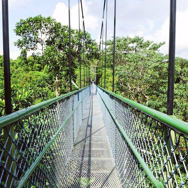 说起新加坡，大家都知道鱼尾狮滨海湾牛车水乌节路圣淘沙……但我猜tree top walk 应该排不进游客喜爱的景点前十。这个当地人徒步的后花园，各种千奇百怪的植物，还有不经意间就见到的松鼠猴子蜥蜴，完