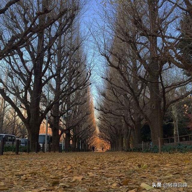 世界各地50条街道的四季景色摄影，每一幅都置身在彩色的天堂里