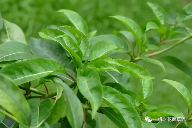 流星火焰花（Carphalea kirondron）