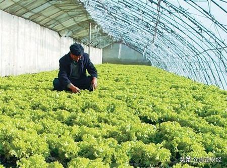 外企高材生放弃高薪离职回家种生菜成为“亚洲第一”年入4.8亿！