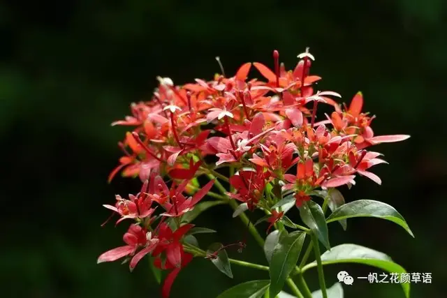 流星火焰花（Carphalea kirondron）