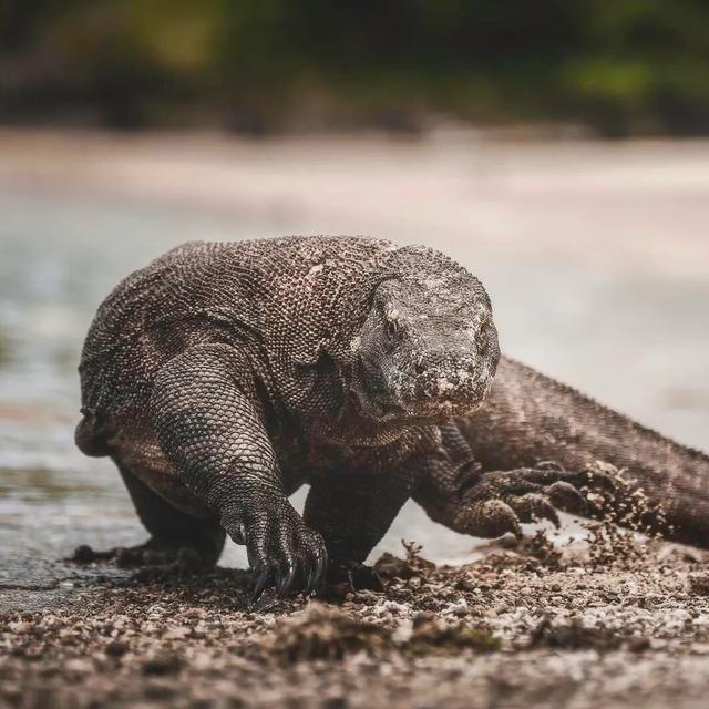 徒步林卡岛，这里才是科莫多龙最密集的地方，为争交配权大打出手