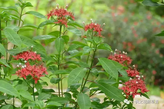 流星火焰花（Carphalea kirondron）