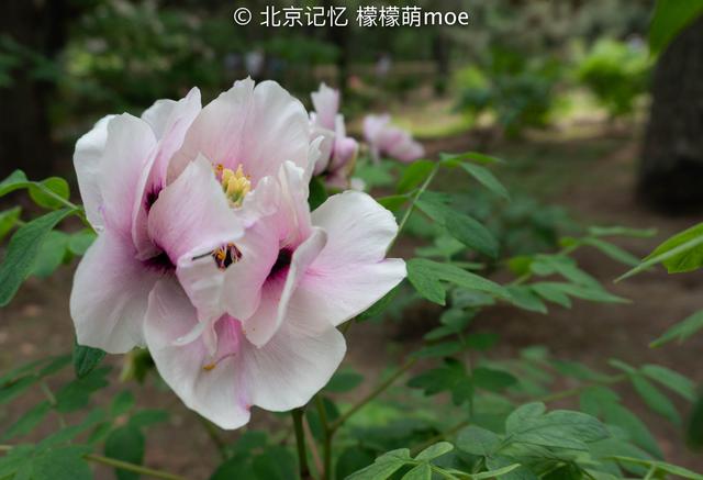 北京这地植物超三千种，花能开到5月名字古怪，门票只要5块
