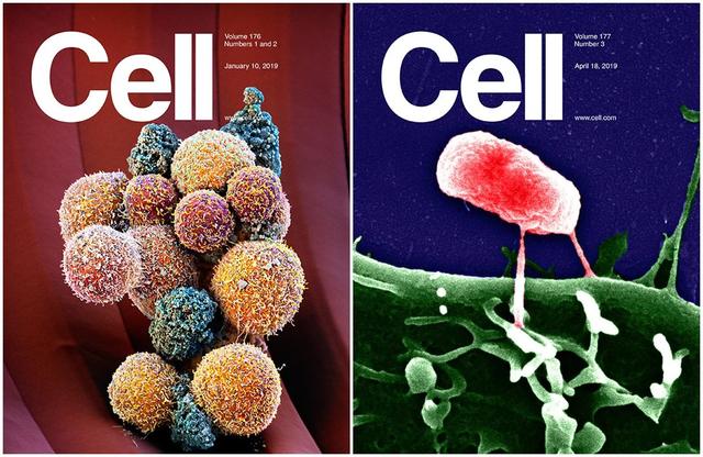 科研期刊 | 盘点25张Cell正刊封面，哪张最能打动你？