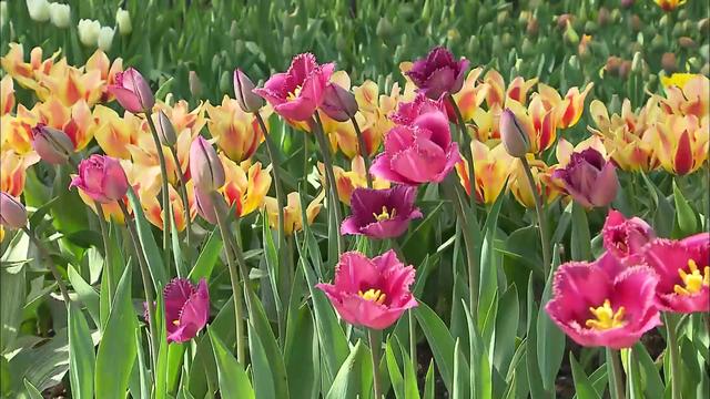 新加坡综艺《我的导游是明星8》荷兰002：郁金香