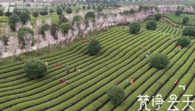 梵净山茶 香溢天下