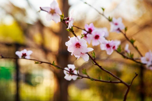 京都物语 I 樱花之下 振袖之美