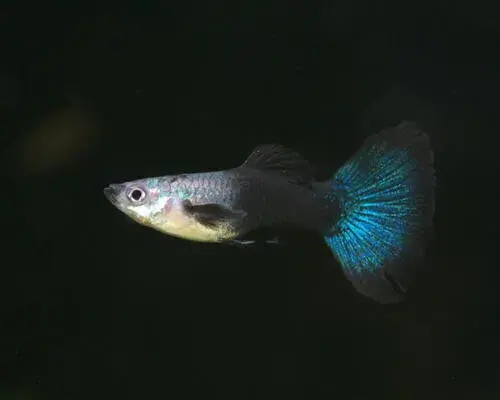 水中彩虹——孔雀鱼