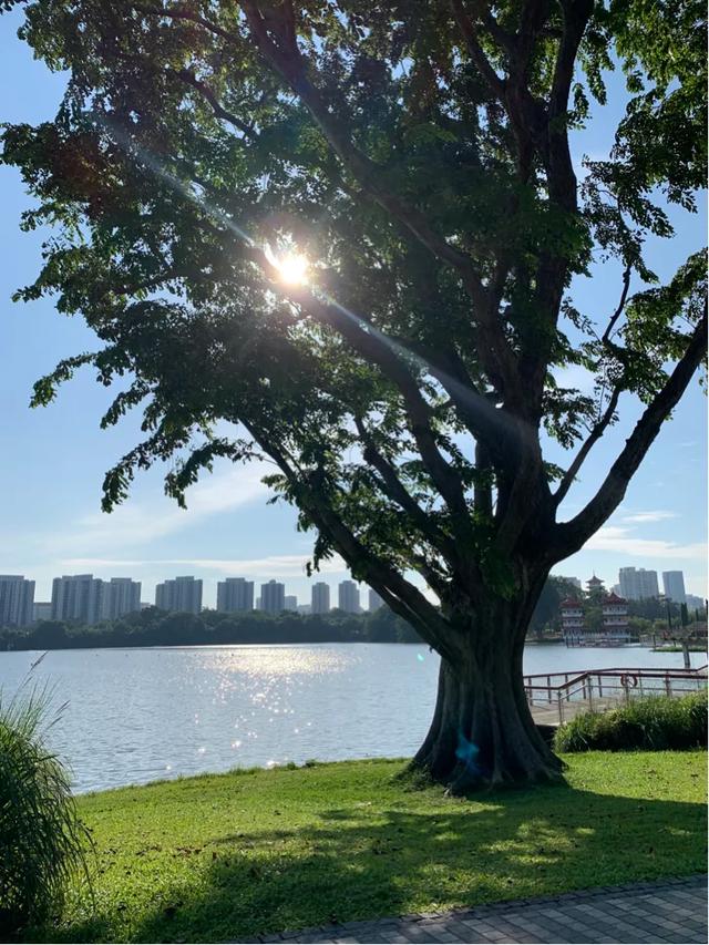 佛系的新加坡今日暴增447例，雨后见彩虹。