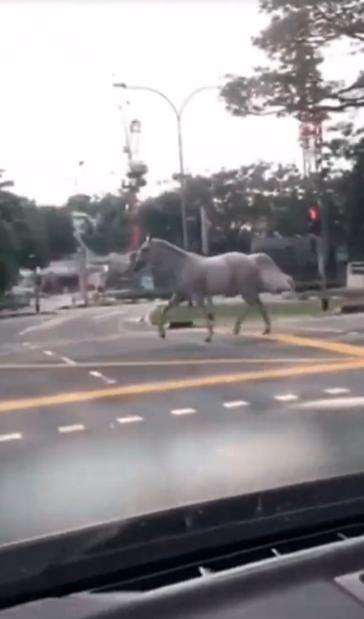 新加坡赛马“出逃”街上奔袭，网民：疫情“限令”前去“打包觅食”