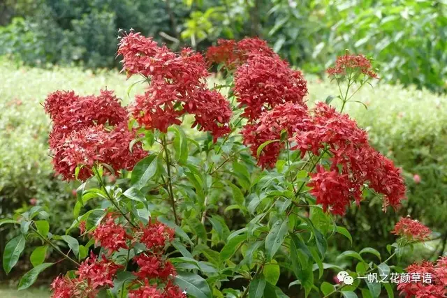 流星火焰花（Carphalea kirondron）