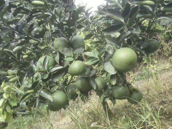 2年就能大量结果，批发60元一个，常年供不应求，我国还依赖进口