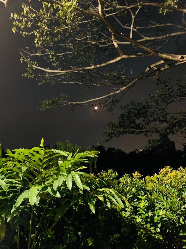 每朵乌云，都有银色的镶边- 疫情之下的新加坡出口增长