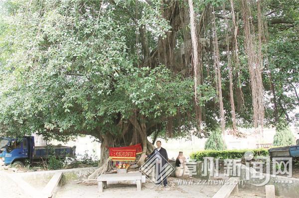 东山岱南村修缮奇特“古树庙” 引出500年古榕树背后的沧桑故事