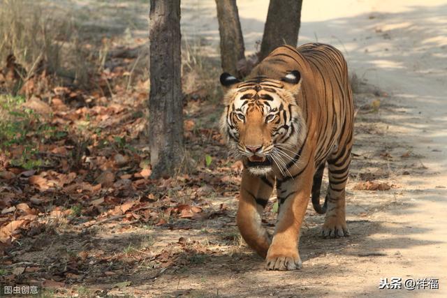 孟加拉虎Bengal Tiger