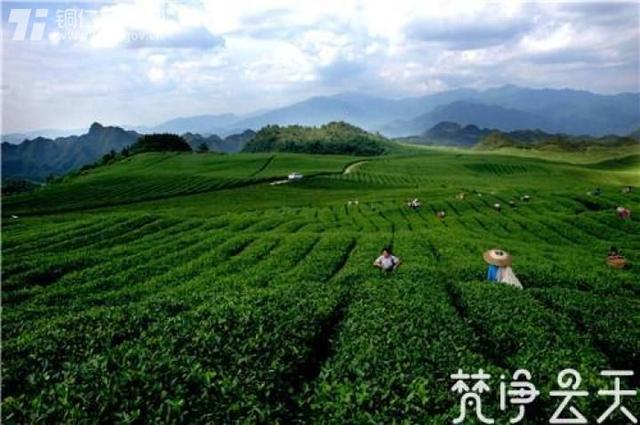 梵净山茶 香溢天下