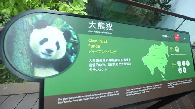 环球游览记：留学新加坡的大熊猫，实在是太可爱了