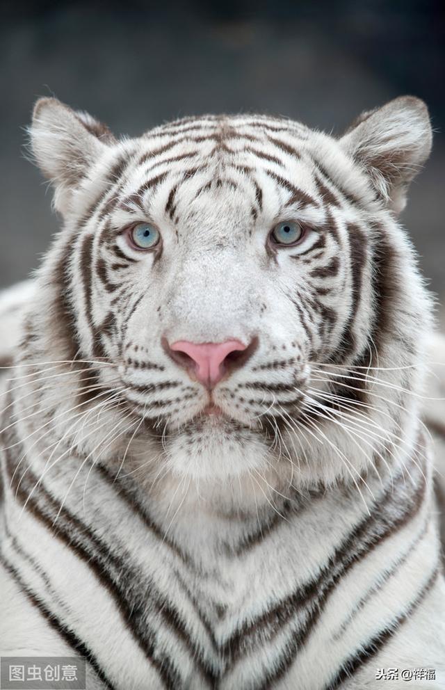 孟加拉虎Bengal Tiger