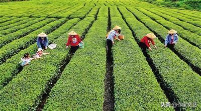 江渤 ： 茶