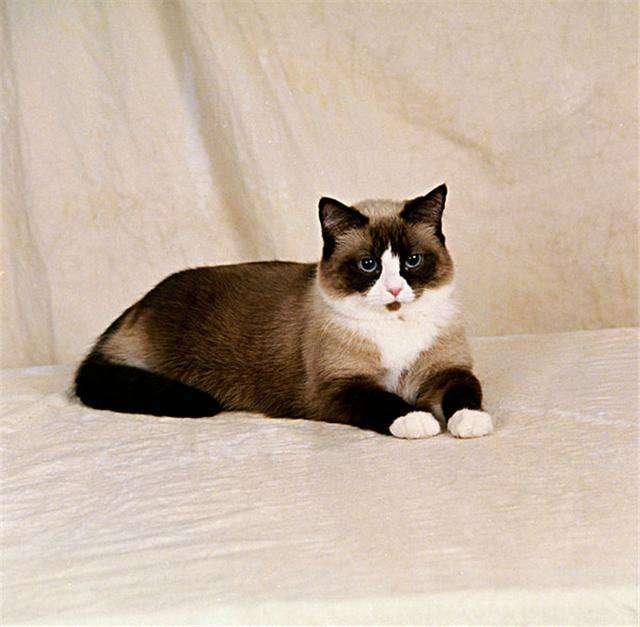 猫咪家族这么庞大，铲屎官还不快来长知识！