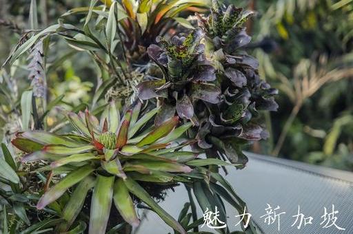 游记 | 带你去看新加坡植物园-云雾林温室