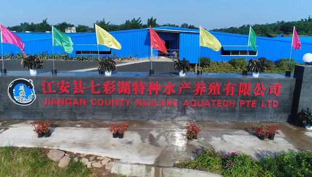 一条鱼产值10多个亿 全省唯一一家鳗鱼养殖基地在江安