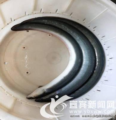 一条鱼产值10多个亿 全省唯一一家鳗鱼养殖基地在江安