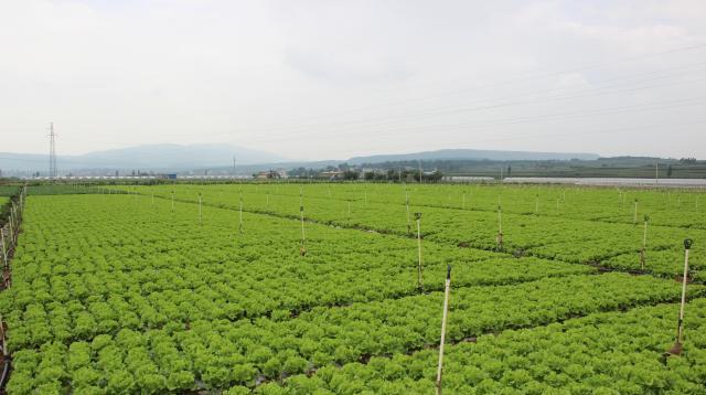 沾益区首季蔬菜出口实现“开门红”