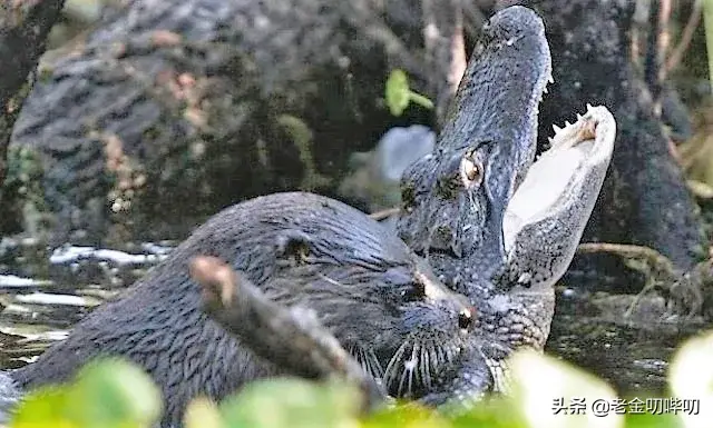 平头哥“水獭”，才是动物界最大的黑社会