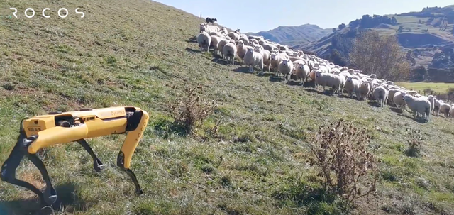机器牧羊犬！美国Spot狗型机器人已能远程控制并放牧羊群