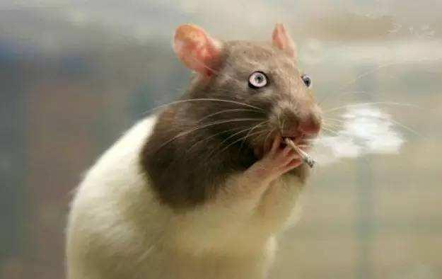 新妈在新加坡那些事儿（二）你会与老鼠“和平共处”吗？