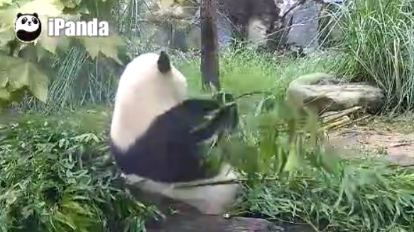 吃不到新鲜竹子的旅加大熊猫提前回国，“失业”的泰国大象徒步返回家乡「疫情下的动物世界」