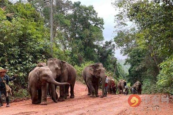国际游客数因新冠疫情骤减80% 泰国大象“失业”徒步返乡