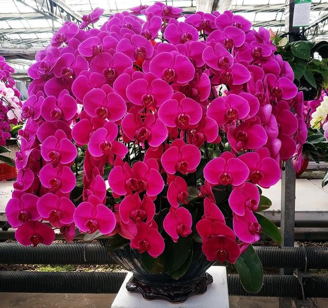 五四青年节 沈阳农科院花房用姹紫嫣红的蝴蝶兰巧构艳遇 盛世流芳