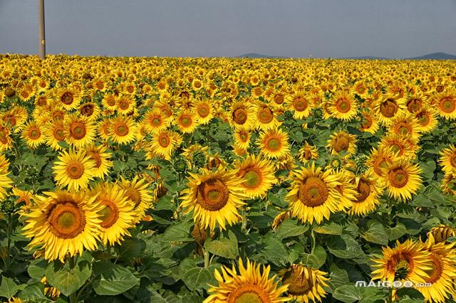 世界十大名花欣赏地 世界上最美赏花的地方盘点