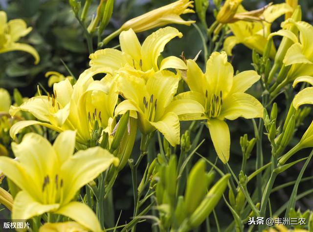 黄花菜种植技术，管理很重要，这些知识点你知道吗