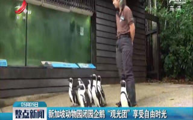 新加坡动物园闭园企鹅“观光团”享受自由时光
