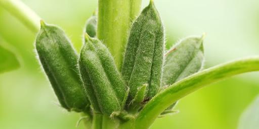 芝麻绿色轻简高效种植技术，为种植出高产量、高质量而提供的技术