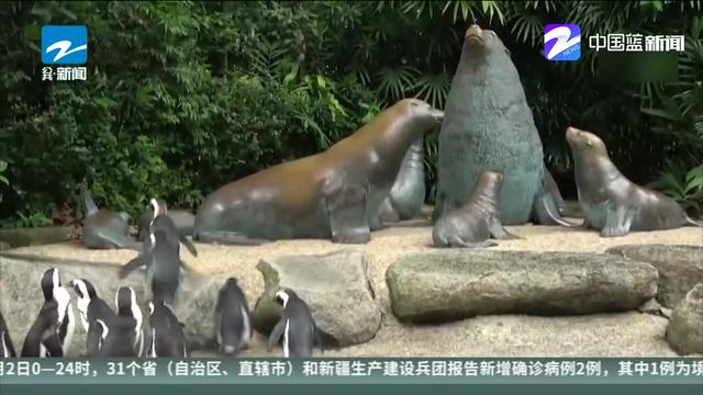 新加坡动物园暂停营业，企鹅“观光团”包场了！享受自由时光