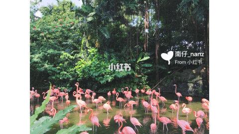 新加坡旅游 必去！遇见超美网红火烈鸟😘～