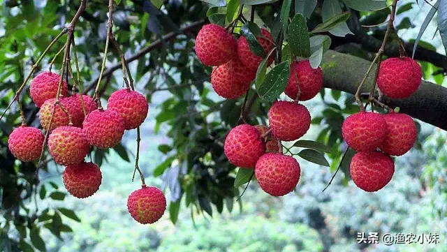 海南一种长在岩石缝里的荔枝，一颗有掌心大，名叫“荔枝王”